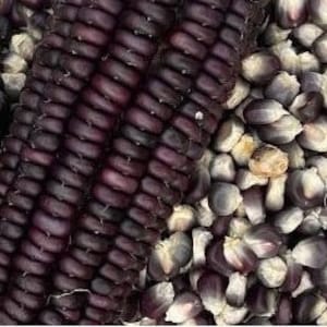 Black organic sticky corn seeds, 黑色有机糯玉米种子，30 seeds