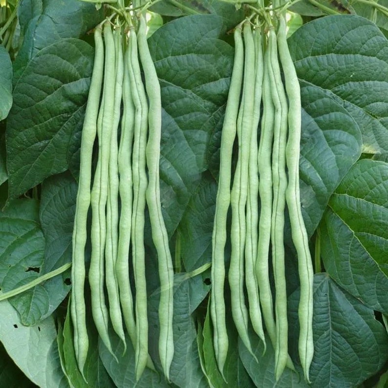 Thai Stringless Bean Seeds -泰国无筋豆- Hassle-free Growing, Superior ...