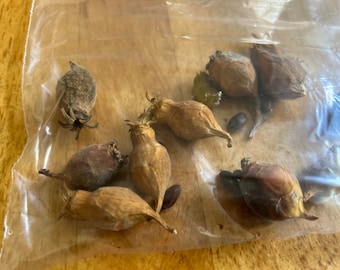 Freshly Harvested Winter Sweet (腊梅花) Seeds - 7/7/2024 | Ideal for Indoor Seedlings in Cold Weather | Free Shipping | 5 Seeds per Order