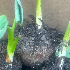 Edible Taro Sprouts – 5 Live Shoots – Easy Pot Growing – Homegrown Harvest – No Chemicals