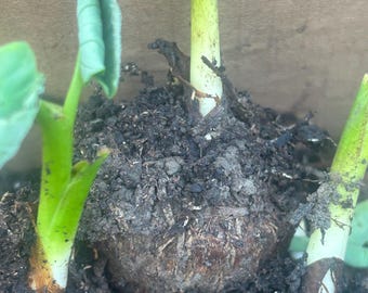 5 Live Taro Sprouts (Colocasia esculenta) – 芋头芽苗 – Edible Root Vegetable Plants for Pots and Gardens