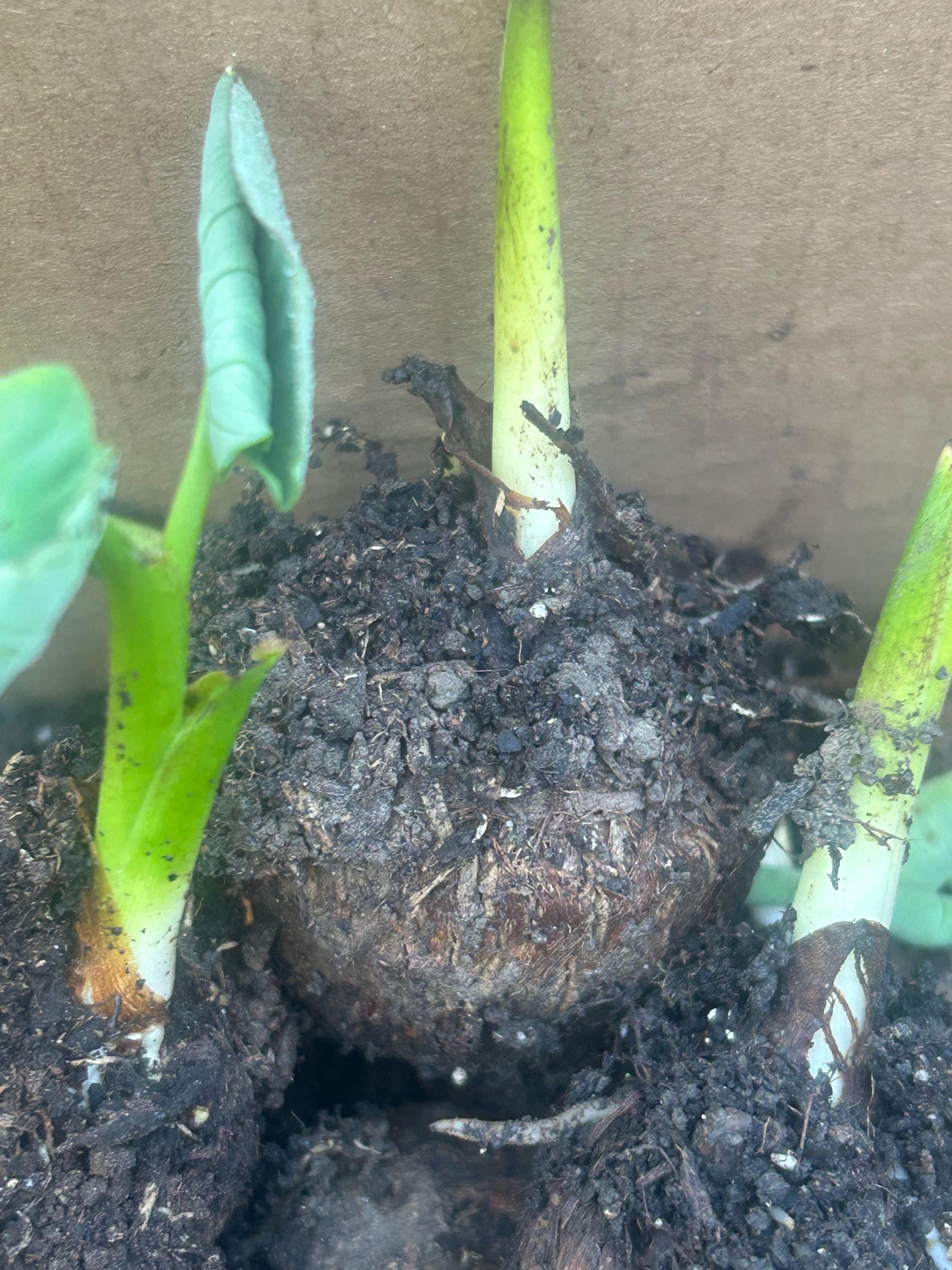 5 Live Taro Sprouts (colocasia Esculenta) – 芋头芽苗 – Edible Root