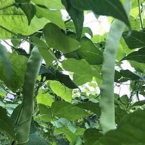 May include: A close-up of green string beans growing on a vine. The beans are long and slender, with a light green color. The leaves of the vine are also green and lush.