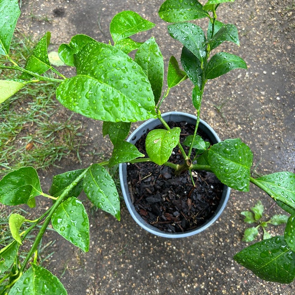 Improved Meyer Lemon (Citrus x meyeri)，2Gal，living plant