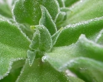 Crystal Ice Plant Seeds-水晶冰菜种子-Hundreds of Tiny Seeds per Pack, Unique Flavor, Fresh and Crisp