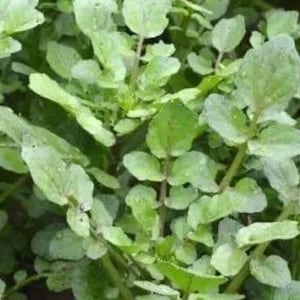 Watercress Seeds (Xi Yang Cai｜西洋菜 / Dou Ban Cai｜豆瓣菜) – Edible Leafy Green – Hydroponic & Soil – Hundreds of Seeds