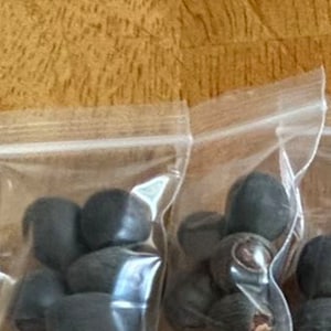 Mixed Lotus Flower Seeds with Openings，混合开口荷种，5 seeds