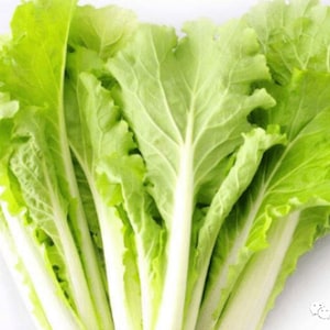 Golden Cream Bok Choy Seeds -四季黄金奶油小白菜种子- 1000 Seeds per Pack