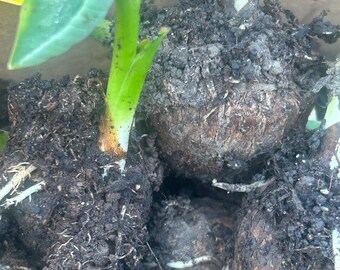 5 Live Taro Sprouts (colocasia Esculenta) – 芋头芽苗 – Edible Root