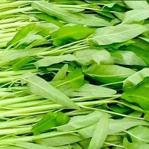 White-Stem Water Spinach Seeds (Ipomoea aquatica) – 白梗柳叶空心菜 – Heat-Tolerant | Fast-Growing | 40 Seeds | No Ship to Restricted States