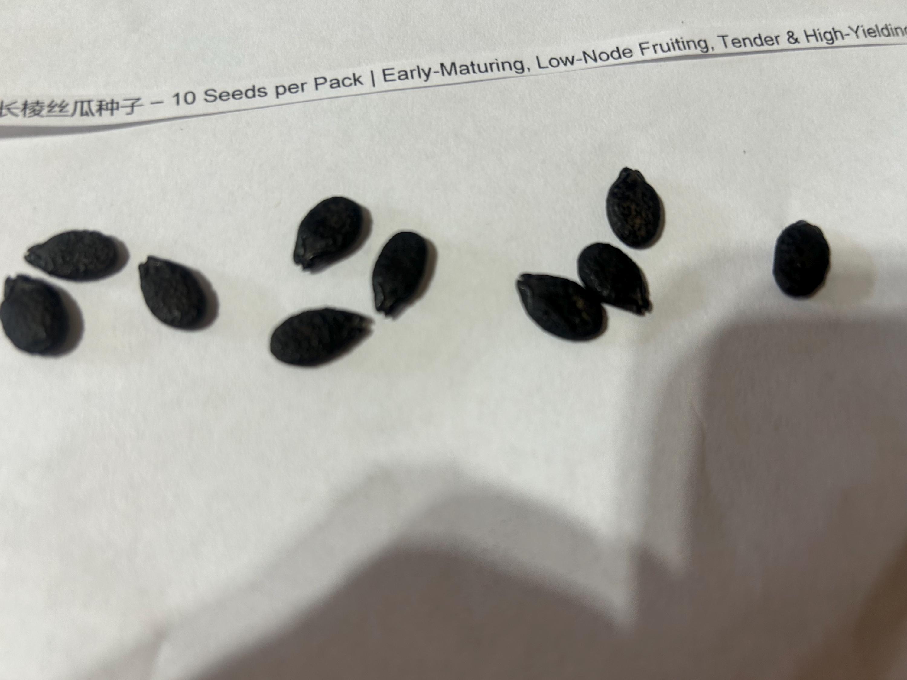 Long Ribbed Luffa Seeds / 长棱丝瓜种子 – 10 Seeds per Pack | Early-maturing ...