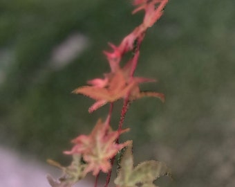 2 Gallon Japanese Red Maple - 日本红枫 - Living Plant - Pruned for Shipping