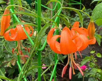 Lanzhou Lily Live Seedling｜兰州百合苗 – Sweet Edible Chinese Lily with Orange Flowers – 1 Live Plant