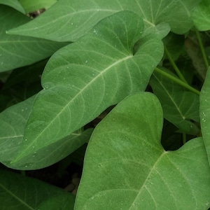 May include: Close-up of vibrant green leaves with prominent veins. The leaves have a heart-like shape and are densely packed together, creating a lush, natural texture. The image captures the details of the plant's foliage.
