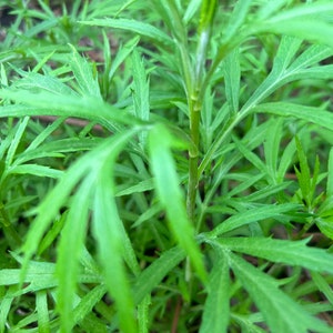 Artemisia selengensis Roots - 黎蒿根- 30+more roots per order-Free Shipping