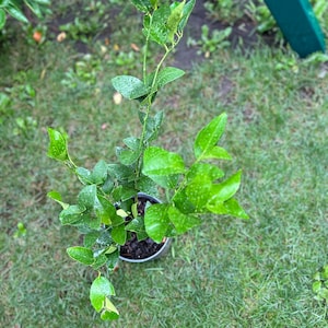 Persian Lime (Citrus latifolia) / Tahiti lime / Bearss lime，2Gal，living plant