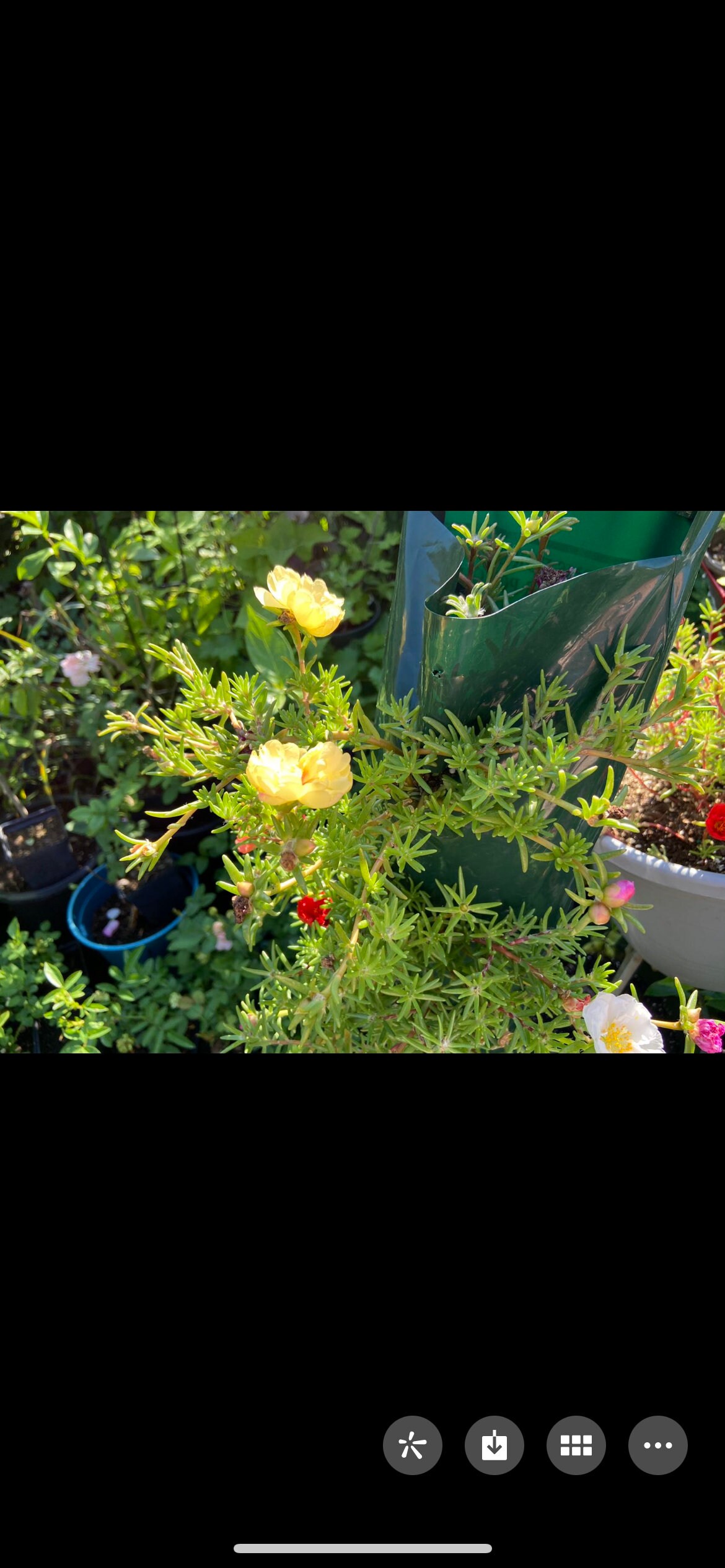 Double-Petal  Portulaca grandiflora seeds，hundreds to thousands of seeds