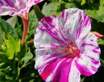 Striped Multicolored Purple Mallow Mix /紫苿莉彩条混色- 20 Seeds per Pack, Free Shipping