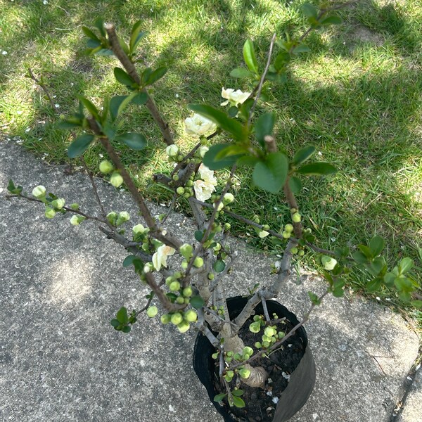 Emerald Beauty Flowering Quince -绿宝石海棠- - Shipping with Growing Bag. Actual product as shown in photos!