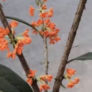 Living Plant: Self-rooted Zhuangyuanhong Osmanthus /状元红桂花-in 2-Gallon Size
