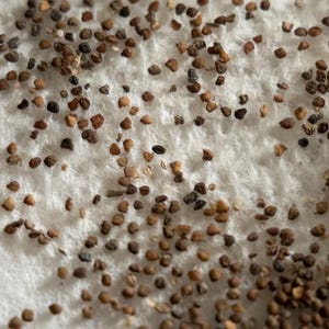May include: Close-up of numerous small, brown seeds scattered on a white, textured surface. The seeds vary in shade from light tan to dark brown, creating a natural, earthy aesthetic. The image suggests a focus on gardening or natural products.