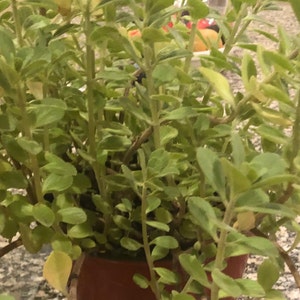 Puede incluir: Una planta verde en maceta con hojas peque&ntilde;as y estrechas. La planta est&aacute; en una maceta marr&oacute;n.