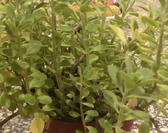 pianta biologica di boldo/meprobamato