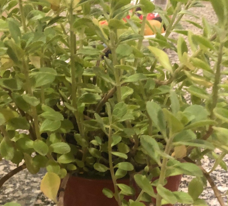 Puede incluir: Una planta verde en maceta con hojas peque&ntilde;as y estrechas. La planta est&aacute; en una maceta marr&oacute;n.