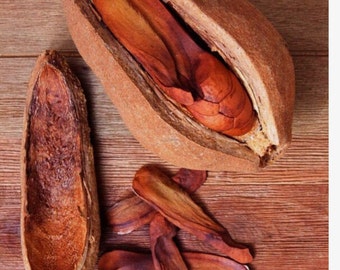 SEMILLAS DE ÁRBOL DE CAOBA