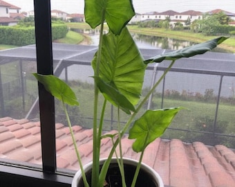 Alocasia Pflanze
