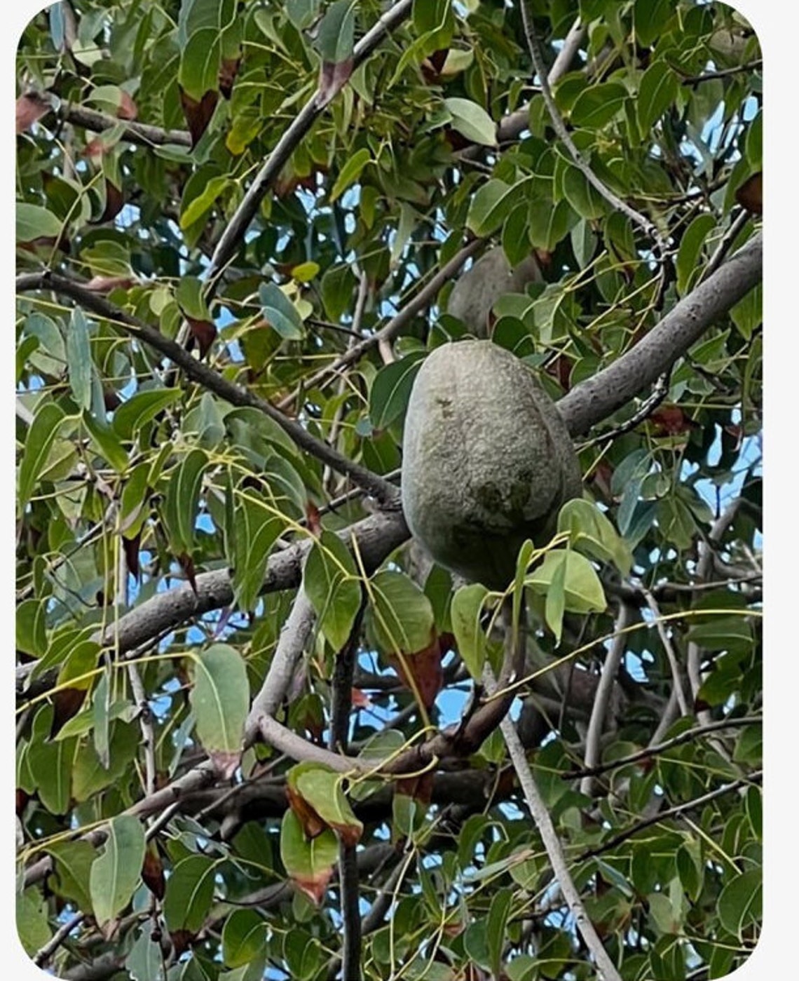 MAHAGONY TREE SEEDS - Etsy