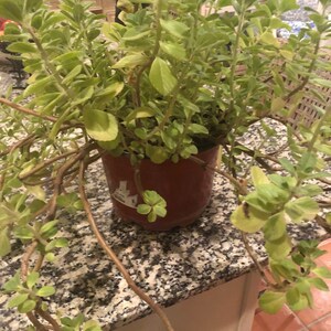 Puede incluir: Una planta en maceta con hojas verdes y tallos largos. La planta est&aacute; en una maceta marr&oacute;n y est&aacute; sentada sobre una encimera de granito.