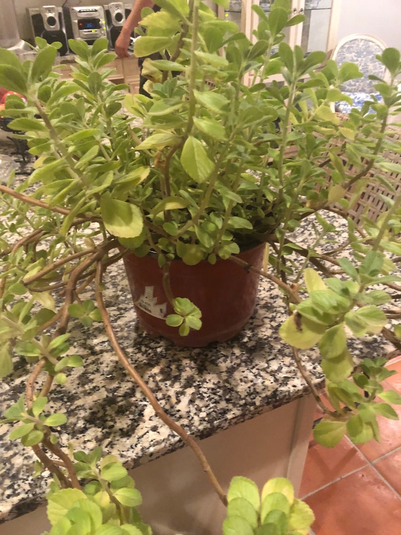 Puede incluir: Una planta en maceta con hojas verdes y tallos largos. La planta est&aacute; en una maceta marr&oacute;n y est&aacute; sentada sobre una encimera de granito.