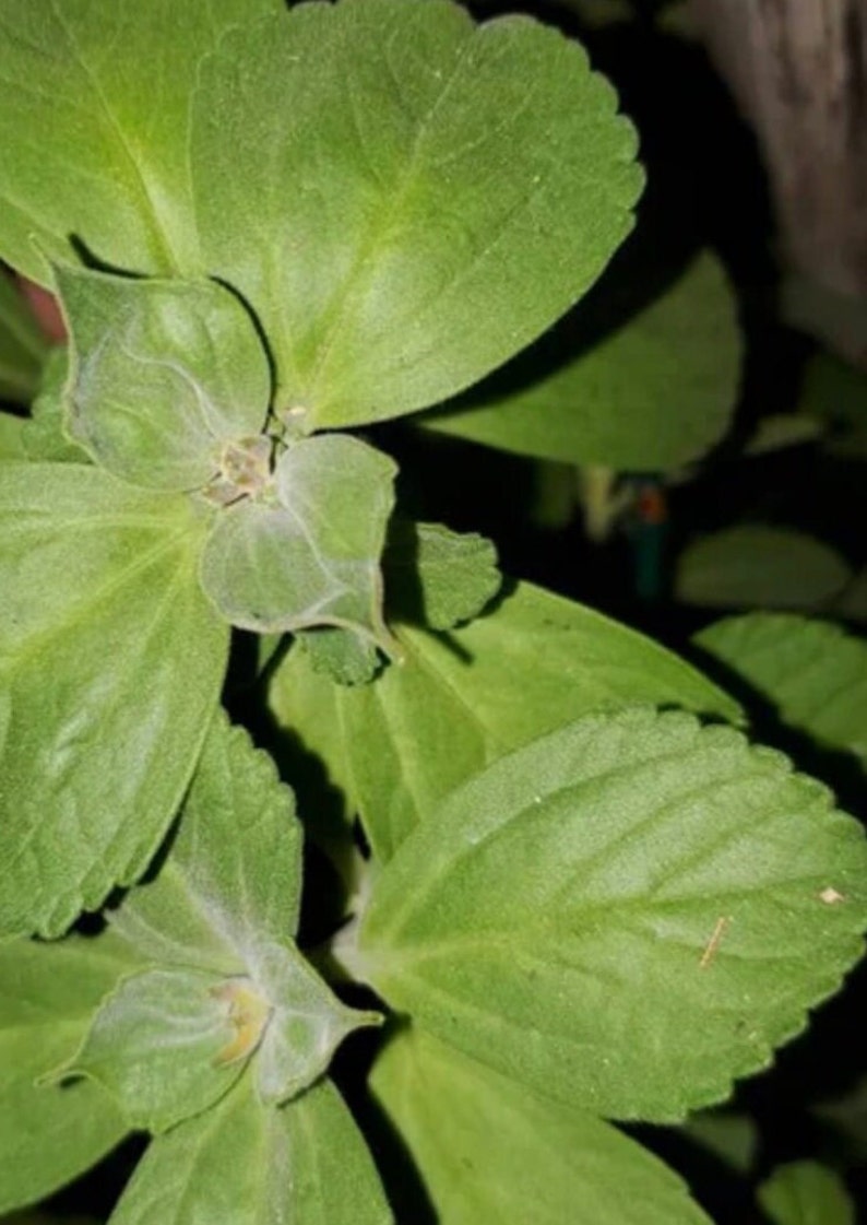 Puede incluir: Primer plano de una planta verde de hojas. Las hojas est&aacute;n dispuestas en espiral alrededor del tallo. La planta est&aacute; enfocada, mientras que el fondo est&aacute; desenfocado.