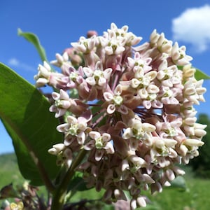 Puede incluir: Primer plano de un racimo de flores de algodoncillo. Las flores son una mezcla de blanco y rosa pálido, con pequeñas flores en forma de estrella. El fondo presenta un cielo azul brillante con nubes blancas y vegetación verde.