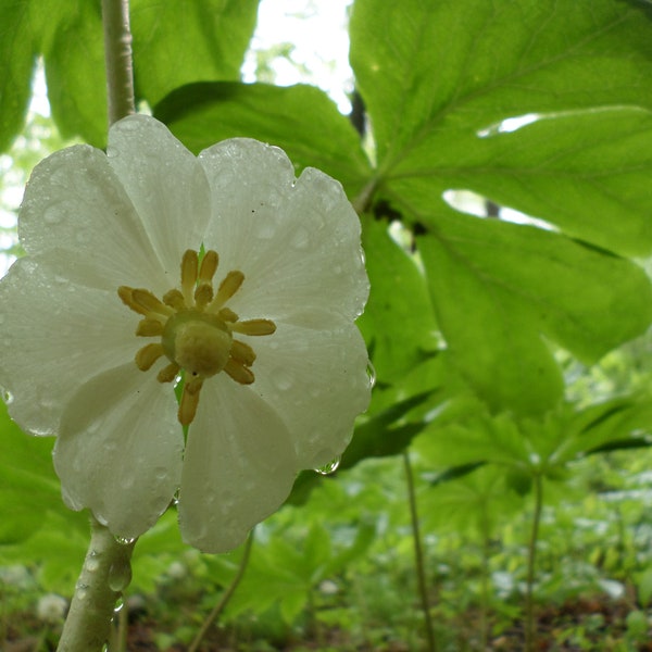 10 Fresh Mayapple Rhizome Roots Native Perennial Wildflower Podophyllum Peltatum Umbrella Plant