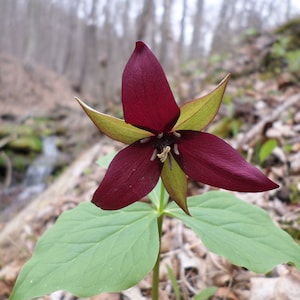 Puede incluir: Primer plano de una flor de trillium de color rojo oscuro con tres sépalos verdes. La flor está enfocada, mientras que el fondo está desenfocado.