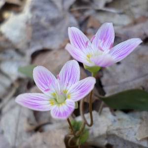 May include: Two delicate white flowers with pink stripes bloom against a backdrop of brown leaves. The flowers have a yellow center and are in focus.