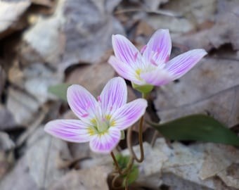 3 Belleza de primavera, Claytonia virginica, Tubérculos, Raíces desnudas, Flores, Flores perennes, Plantas para jardín de rocas, Atractivo para mariposas y abejas