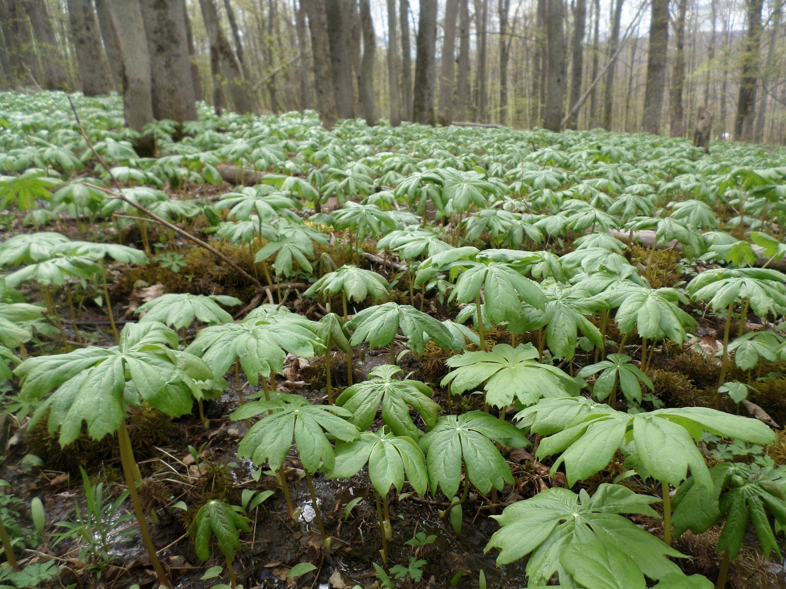Mayapple Rhizome Roots Native Perennial Wildflower