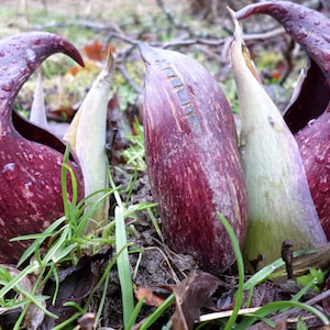 May include: Close-up of three purple and green plants with water droplets on the leaves. The plants are growing in a patch of green grass and brown leaves.