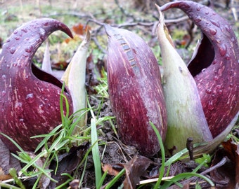 Stinktier Cabbage | Symplocarpus foetidus | Bärwurz | Lebende Pflanze | Frisch Geerntet | Ausgewachsen | Einheimische Sumpfpflanze | Medizinisch