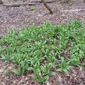 7 FRESH PA Wilds Wild Ramps Leeks Bulbs Roots