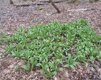 7 FRESH PA Wilds Wild Ramps Leeks Bulbs Roots