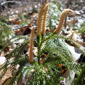 Lycopodium Obscurum, Ground Pine, Rare Club Moss, Princess Pine, Terrarium, Vivarium, Fairy Garden
