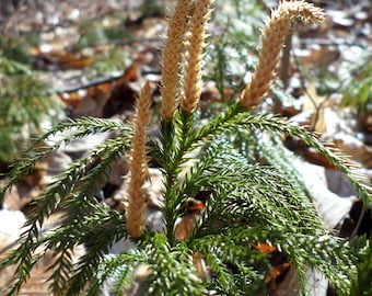 Lycopodium Obscurum, Ground Pine, Rare Club Moss, Princess Pine, Terrarium, Vivarium, Fairy Garden