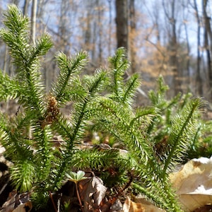 May include: A close-up of a cluster of green, feathery plants growing in a forest setting. The plants have a delicate, fern-like appearance and are growing in a patch of brown leaves and dirt.