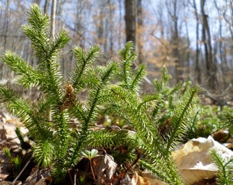 Lycopodium Clavatum, Common Club Moss, Stag's-horn Clubmoss, Running Clubmoss, Ground Pine, Fairy Garden, Terrarium, Vivarium