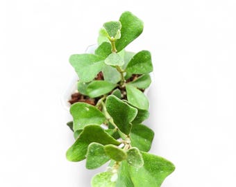 Hoya Manipurensis Starter Plant | Houseplants | Live Plant | Gift