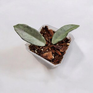 Hoya Wilbur Graves &#39;Silver&#39;